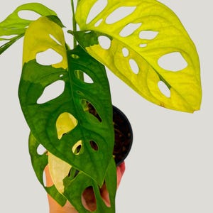 Monstera Adansonii Aurea Variegated – Rare Yellow Swiss Cheese Plant | Fully Rooted Live Plant | Collector’s Aroid