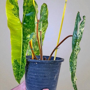 Philodendron Billietiae Variegated - Rare 3 Leaf Tropical Houseplant - Premium Collector&#39;s Plant - Free Phyto - Fast Shipping