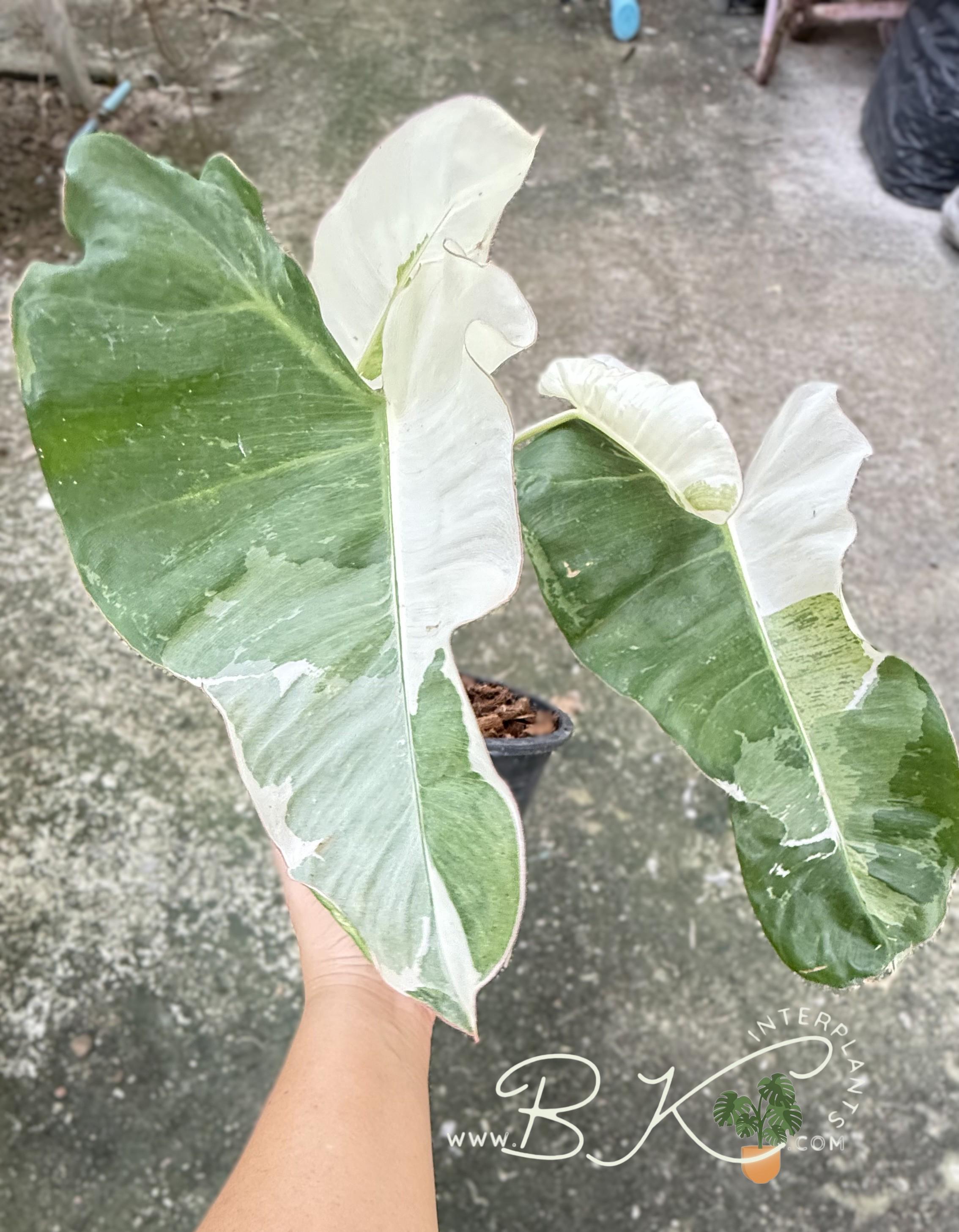 珍しい斑入りフィロデンドロン・パライソ・ヴェルデ・アルボ：熱帯観葉