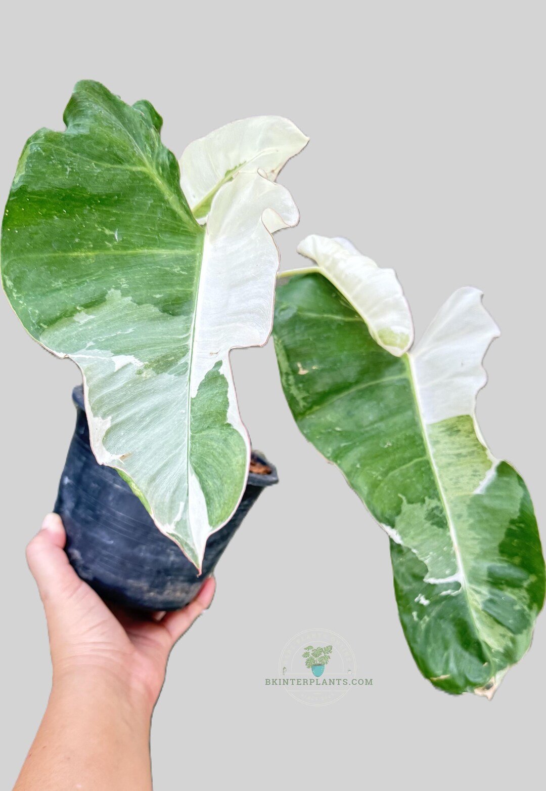 18 フィロデンドロン　パライソベルデ　白斑入り　アルボ　激レア 珍しい斑入りフィロデンドロン・パライソ・ヴェルデ・アルボ：熱帯観葉