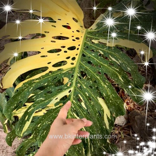 珍しい斑入りフィロデンドロン・パライソ・ヴェルデ・アルボ：熱帯観葉