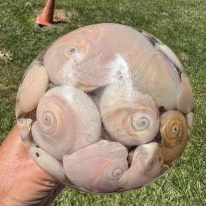 Pode incluir: Um objeto decorativo esférico transparente preenchido com inúmeras conchas. As conchas são principalmente bege e creme, com padrões em espiral. O objeto é segurado na mão de uma pessoa contra um fundo de grama verde.