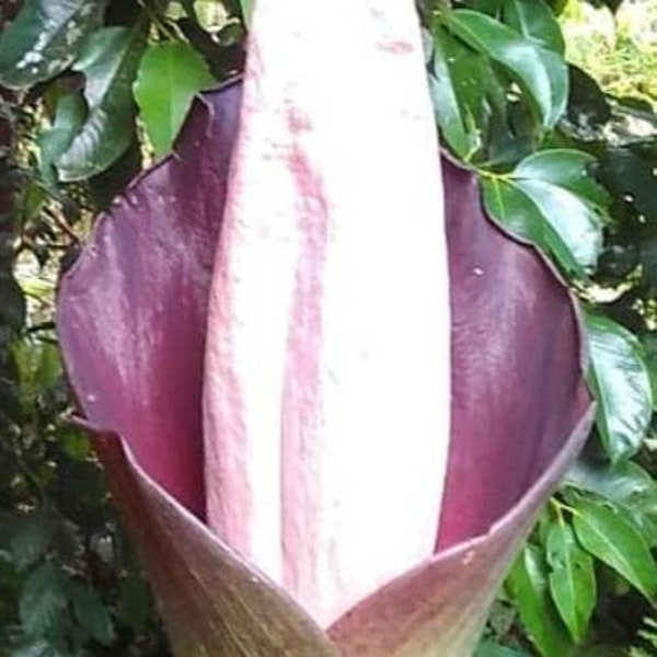 Amorphophallus hewittii - 1 SEED