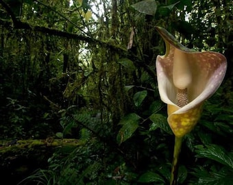 Amorphophallus beccarii - 1 SEED