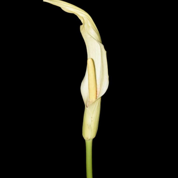 Amorphophallus variabilis - 1 SEED