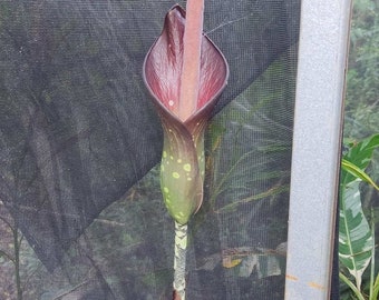 Amorphophallus borneensis - 1 SEME