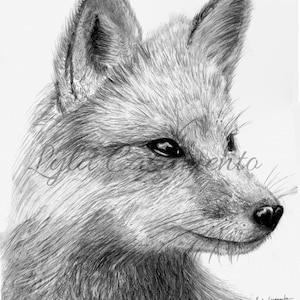 Hand Drawn Fox Graphite Drawing/ Fox Digital Print/ Beautiful quality Fox Drawing