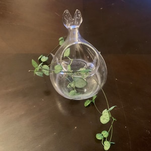 String of Hearts Plant cuttings