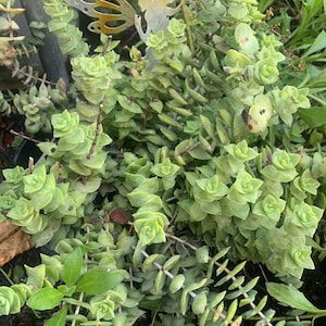 May include: Close-up of a succulent plant with small, round, light green leaves arranged in a spiral pattern. A decorative metal fairy with a yellow-gold wing is visible in the background. The plant has a trailing habit and is surrounded by other greenery.