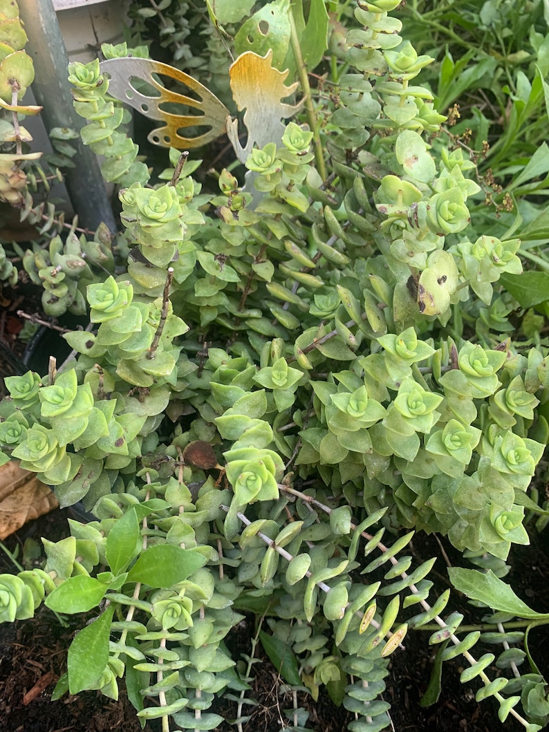 String of Button Plant (crassula perforata)