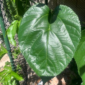 Könnte beinhalten: Nahaufnahme eines großen, herzförmigen grünen Blattes mit ausgeprägten Adern. Das Blatt ist glänzend und wirkt gesund, mit einer leicht strukturierten Oberfläche. Weitere kleinere grüne Blätter und ein schwarzer Maschendrahtzaun sind im Hintergrund zu sehen.