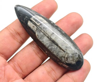 Cabochon naturale di stiletto lungo di fossile di Orthoceras, pietra antica di cefalopode sottile e allungata,