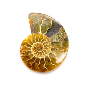 May include: A polished ammonite fossil featuring a spiral shell with intricate, golden-brown chambers and distinct white septa lines. The surface displays a smooth, translucent texture with a dark, mineralized patch near the outer edge.