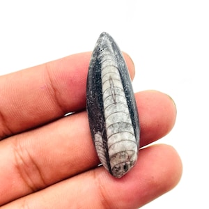 Cabochon fossile Orthoceras, calcaire foncé marquise, coquillage préhistorique à double chambre, motif épée polie