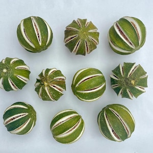 Peut inclure: Dix moitiés de citrons verts séchés disposées en grille, chacune présentant une écorce vert foncé texturée avec des segments verticaux blancs distincts révélant la pulpe fibreuse claire. Les citrons sont sphériques et fermes.