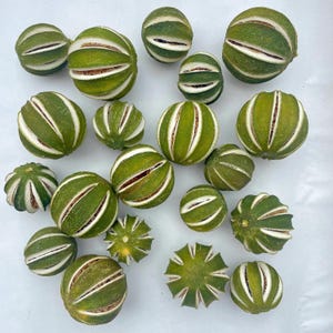 Pode incluir: Uma coleção de limas verdes secas, cada uma apresentando sulcos verticais profundos e uma casca texturizada. As limas são esféricas, mostrando um contraste distinto entre o exterior verde-escuro e os segmentos internos claros.