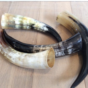 Genuine polished zebu horns