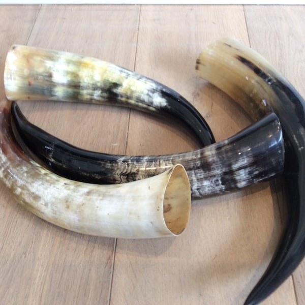 Real polished zebu horns
