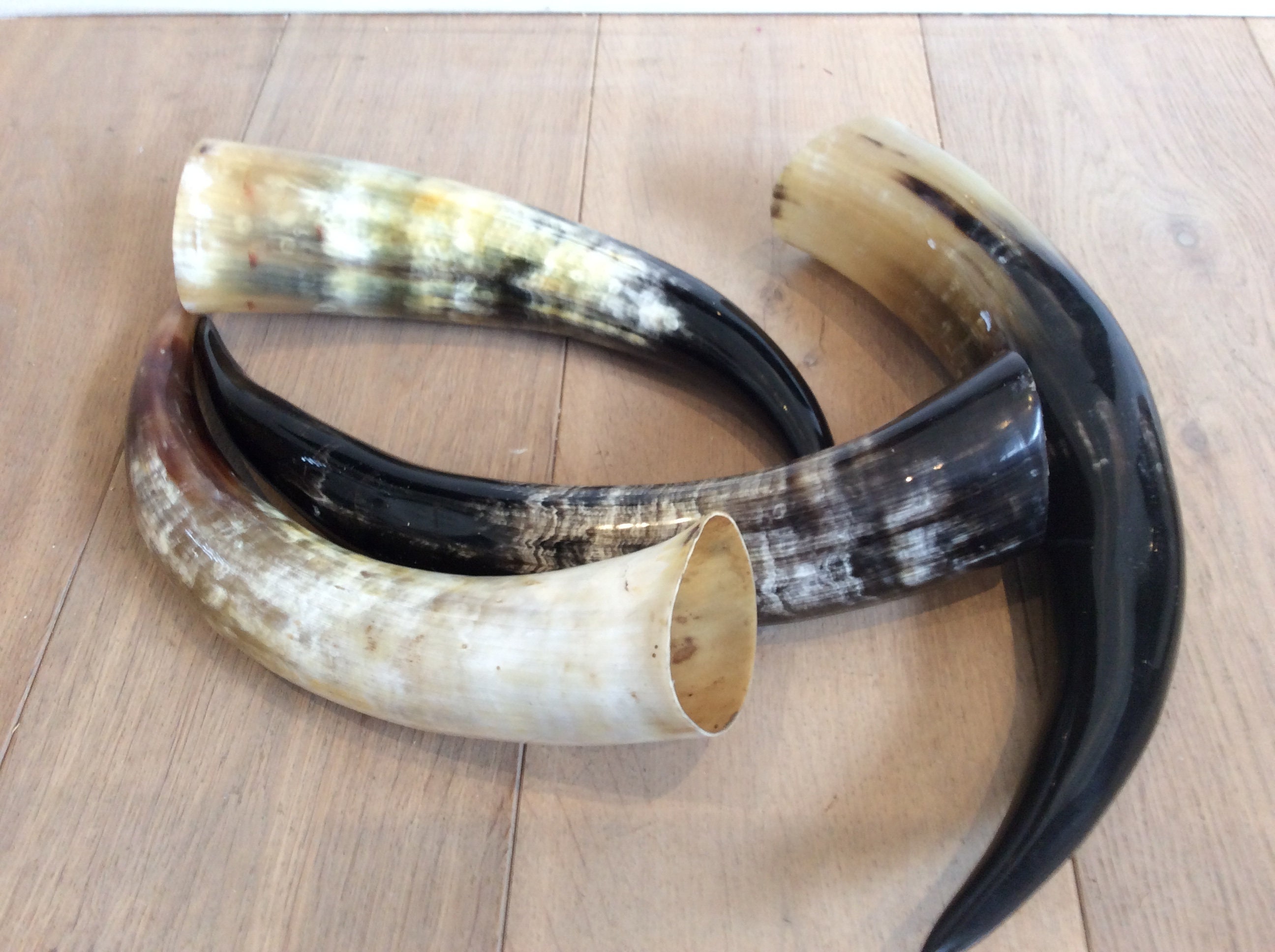 Véritables Cornes de Zébu Polies