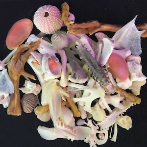 Puede incluir: Una colecci&oacute;n de diversas conchas marinas y huesos, incluyendo un erizo de mar rosa, una concha rosa y una variedad de huesos blancos y marrones.