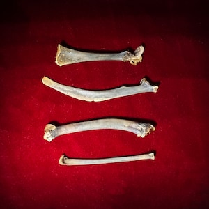 May include: Four long, thin, curved bones on a red velvet background. The bones are light brown in color and have a rough texture.