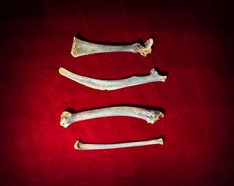 Rare Black Rooster small bones set for divination, Oddities curiosities collection Unique Gift Throwing bones Bones for witching Witchcraft
