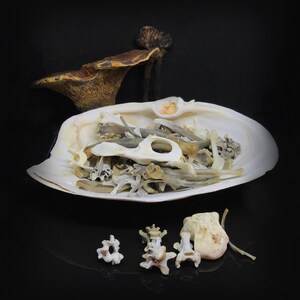 May include: A white seashell filled with a collection of small, white and brown bones.  Four additional bones are arranged in a row on a black surface.