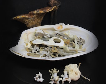 Bag of bones witchcraft supply | Oddities and Curiosities | miniature bones for crafts or divination | vulture culture | ethically sourced