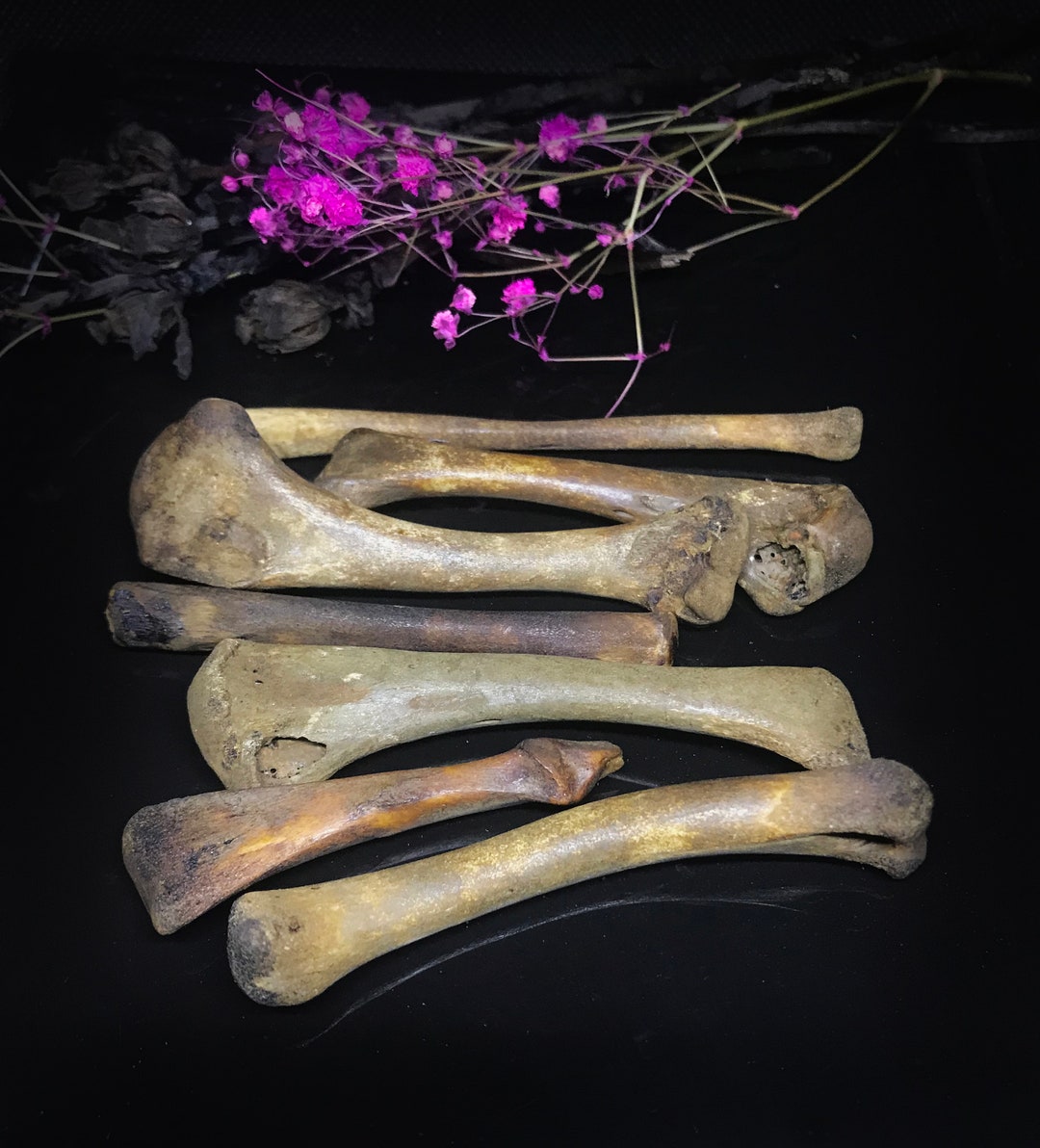 Aged Bone Set for Divination Throwing Bones Set Bones for Craft Bones