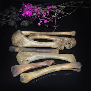 Aged bone set for divination - Throwing bones set - Bones for craft - Bones for witching - Witchcraft tool - Gothic decor