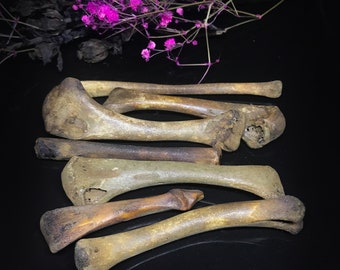 Aged bone set for divination - Throwing bones set - Bones for craft - Bones for witching - Witchcraft tool - Gothic decor