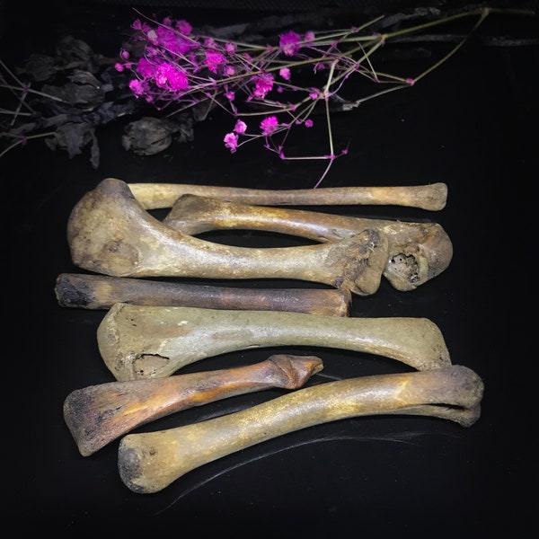 Aged bone set for divination - Throwing bones set - Bones for craft - Bones for witching - Witchcraft tool - Gothic decor