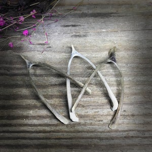 May include: Three wishbones, with a weathered, off-white appearance, are arranged on a rustic, gray wooden surface. The wishbones are positioned in a way that they appear to be intertwined. A few sprigs of purple flowers are visible in the upper left corner.