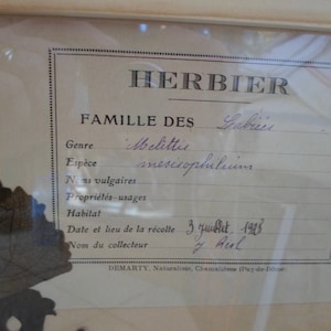 real herbarium beginning XXth