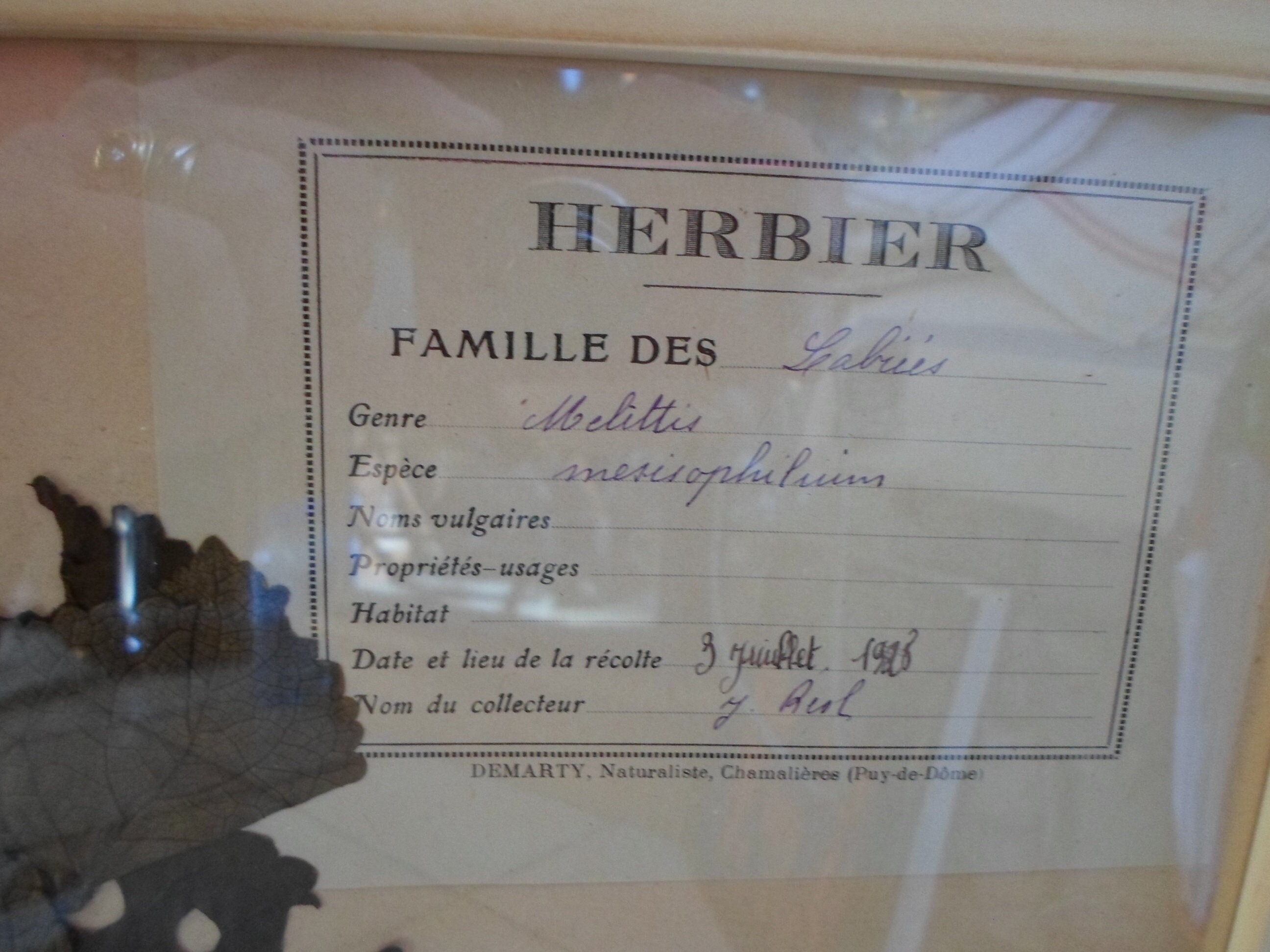 Véritable Herbier Debut Xxème