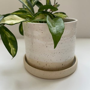 Op de afbeelding: Een gespikkelde keramische plantenpot met bijpassende schotel, met een Hoya-plant. De pot is wit met donkere spikkels en een beige basis. De plant heeft groene en gele bladeren.