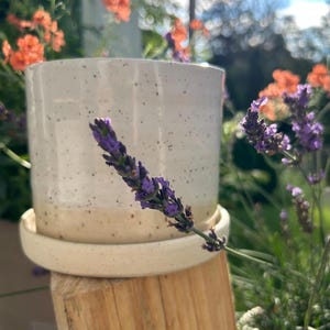 May include: A cylindrical ceramic planter with a speckled off-white glaze and a matching circular saucer base. The planter features a smooth finish with dark flecks distributed across the surface, resting on a natural wooden support structure.
