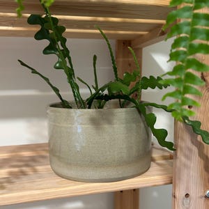 May include: A cylindrical ceramic plant pot with a smooth, light beige, speckled glaze finish. The pot has a simple, straight-sided design and contains a green cactus with long, wavy, serrated stems that extend upwards and outwards from the centre.