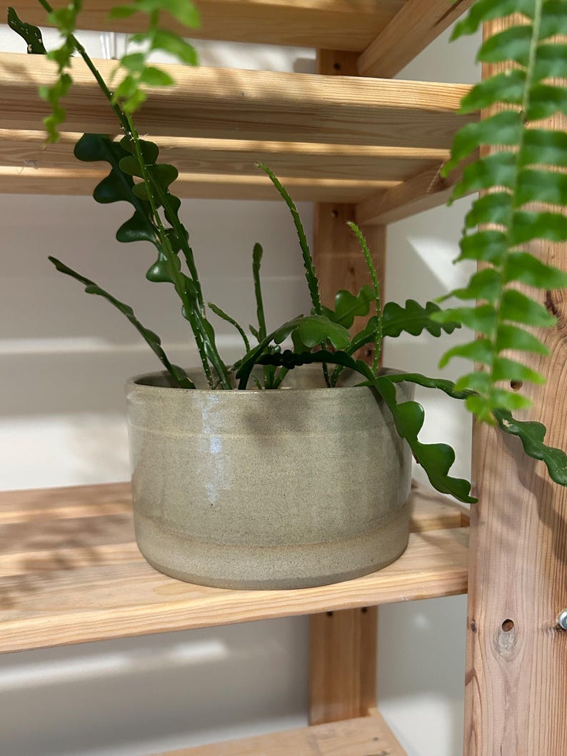 May include: A cylindrical ceramic plant pot with a smooth, light beige, speckled glaze finish. The pot has a simple, straight-sided design and contains a green cactus with long, wavy, serrated stems that extend upward and outward from the center.