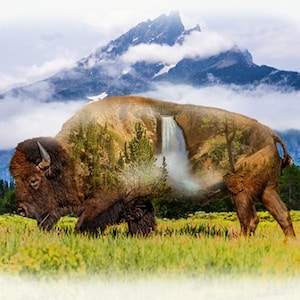May include: A brown bison with a mountain and waterfall superimposed on its body. The bison is standing in a field of green grass with a mountain range in the background.