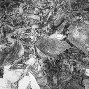 Drawings, Graphite, Pencil, Illustration, Nature, Tonal Drawings