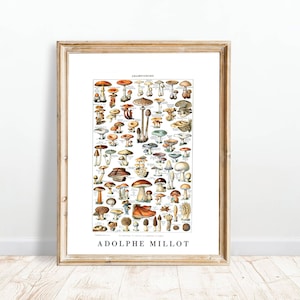 Vintage Botanical Mushroom Print | Fungus Variety Diagram |Millot Poster Botanical |Food Wall Art |Champignons Adolphe Millot Mushroom Print