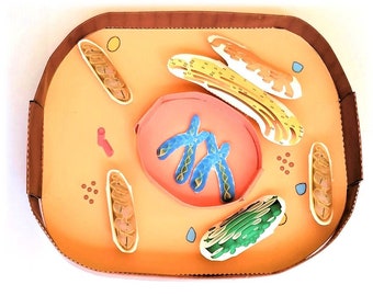 Animal Cell Model Construction Kit With Origami - Etsy Animal Cell Model Construction Kit With Origami - Etsy