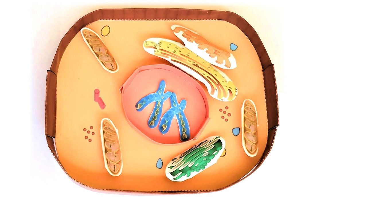 Animal Cell Model Construction Kit With Origami - Etsy Animal Cell Model Construction Kit With Origami - Etsy