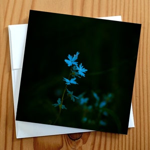 Carte de voeux de photographie d'art de fleurs sauvages vierge 5 x 5
