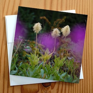 Anémone de fleurs sauvages, photographie d'art, carte photo vierge 5 x 5