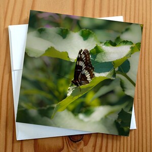 Cartão de felicitações com fotografia de arte da vida selvagem em branco 5x5