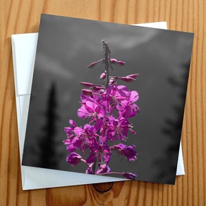 Carte vierge de photographie d'art à l'épilobe à fleurs sauvages. 5 x 5