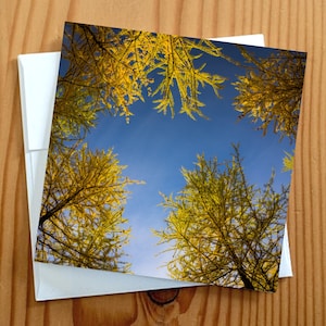 Carte de voeux pour photographie d'art Mélèzes d'automne vierge 5 x 5