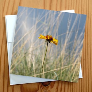Carte vierge de photographie d'art Susan aux yeux bruns de fleurs sauvages 5 x 5